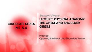 M1.5-4 Physical Anatomy - The Chest and Shoulder Girdle